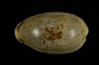 藏品(愛龍寶螺)的圖片